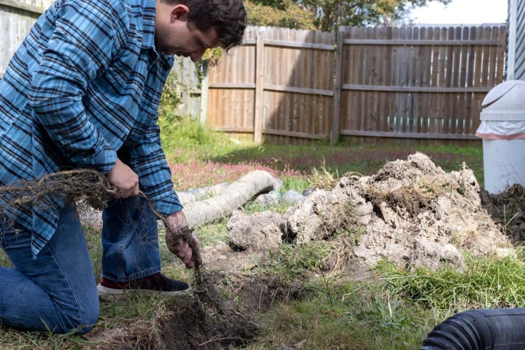 roots-around-drain